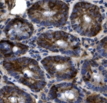 IHC staining of FFPE mouse intestine tissue with Slc44a2 antibody. HIER: boil tissue sections in pH8
