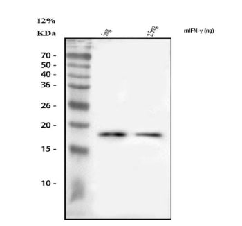 Western blot analysis of IFN Gamma/Ifng using anti-Ifng antibody. Lane 1: recombinant mouse Ifng pro