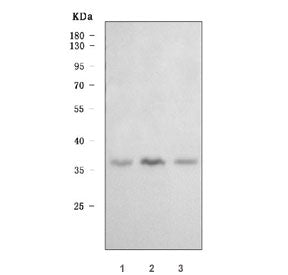 Western blot testing of human 1) HepG2, 2) Jurkat and 3) 293T cell lysate with DNA-3-methyladenine g