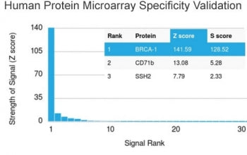 Analysis of HuProt(TM) microarray containing more than 19,000 full-length human proteins using BRCA1