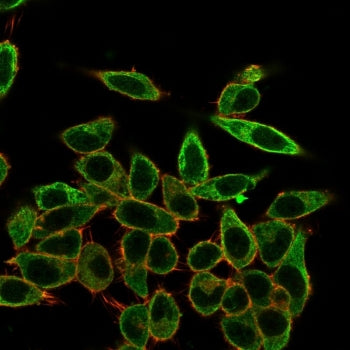 SFMBT2 Antibody