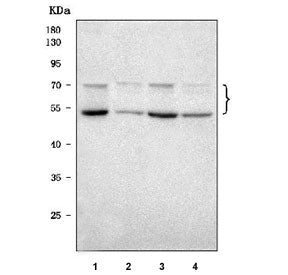 Western blot testing of 1) human SH-SY5Y, 2) rat testis, 3) rat C6 and 4) mouse testis tissue lysate