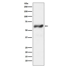 c-Fos Antibody