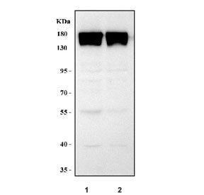Integrin alpha M Antibody / CD11b
