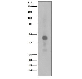 Western blot testing of lysate from human HeLa cells treated with Calyculin A, with phospho-CREB1 an