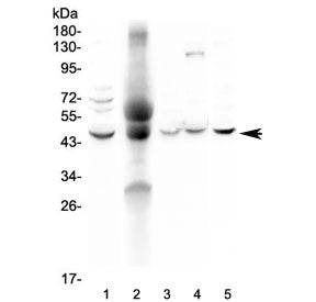 p47phox Antibody / NCF1