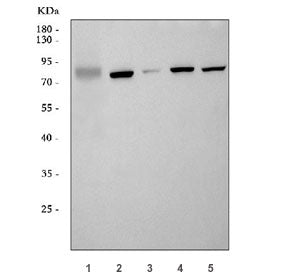 GLIS3 Antibody / GLI-similar 3 / ZNF515