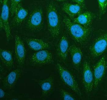 Immunofluorescent staining of RPS3A using anti-RPS3A antibody (green). RPS3A was detected in an immu