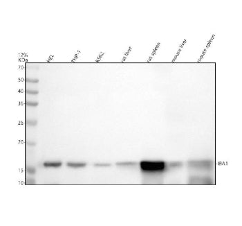 Western blot analysis of AIF1 using anti-AIF1 antibody. Electrophoresis was performed on a 12% SDS-P