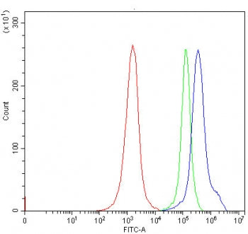 Thymidine Kinase 2 Antibody / TK2