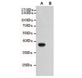 TLR7 Antibody