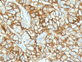CD34 Antibody