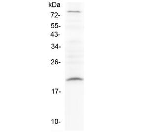 Relaxin Antibody / RLN1
