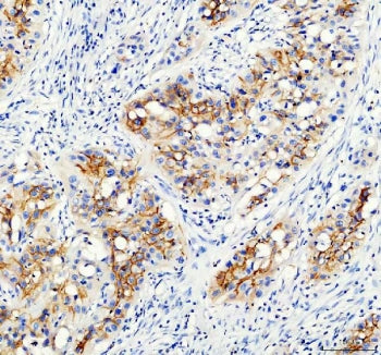AQP3 Antibody / Aquaporin 3