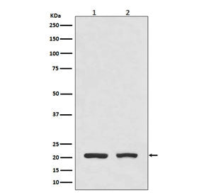 DHFR Antibody