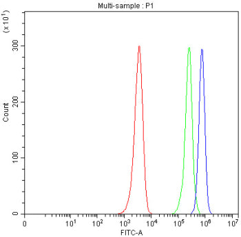 Western blot testing of human MCF7 lysate with ADRP antibody at 0.5ug/ml. Predicted/observed molecul
