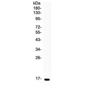 Western blot testing of recombinant human Leptin protein with Leptin antibody at 0.5ug/ml. Predicted