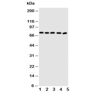 ABCG5 Antibody