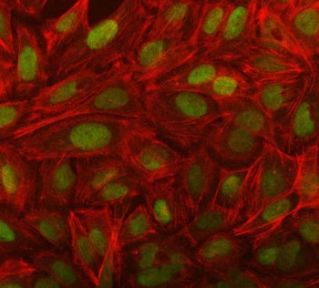 Immunofluorescent staining of FFPE human U-2 OS cells with NOSIP antibody (green) and Phalloidin (re