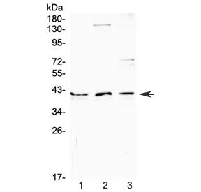 CD47 Antibody / IAP / Integrin Associated Protein