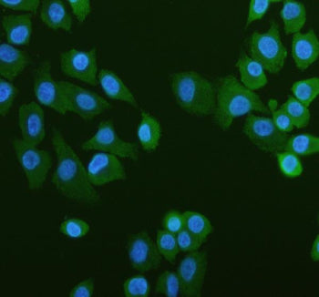 IF analysis of PUM1 using anti-PUM1 antibody (green). PUM1 was detected in an immunocytochemical sec