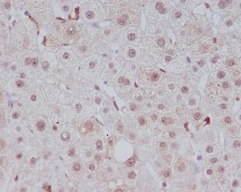 Heme Oxygenase 1 Antibody / HMOX1