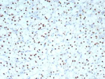 PAX2 Antibody