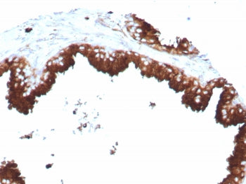 CD63 Antibody / LAMP-3