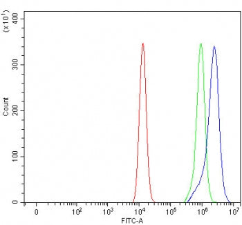 PRRG1 Antibody / TMG1