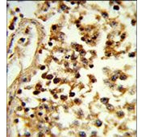 IHC staining of FFPE human testis tissue with IL-31 antibody. HIER: steam section in pH6 citrate buf
