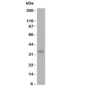 Aquaporin 10 Antibody