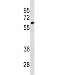 CYP1A2 Antibody