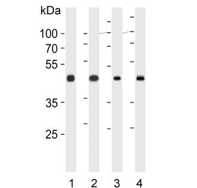 OAT Antibody