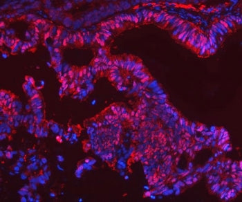 Selenium Binding Protein Antibody / SELENBP1 / SBP