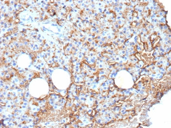 IHC staining of FFPE human parathyroid tissue with CD109 antibody (clone CD109/9949). HIER: boil tis