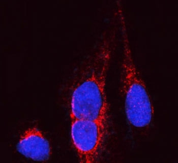 Immunofluorescent staining of FFPE human U-2 OS cells with OPA1 antibody (red) and DAPI nuclear stai