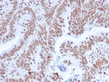 NRF1 Antibody / Nuclear Respiratory Factor 1
