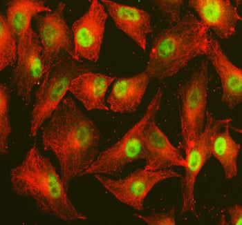 Immunofluorescent staining of POLD4 using anti-POLD4 antibody (green) and anti-Beta Tubulin antibody