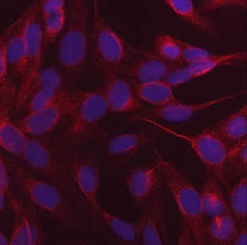 Immunofluorescent staining of FFPE human U-2 OS cells with NDP52 antibody (red) and DAPI nuclear sta