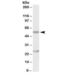 Western blot testing of human thymus lysate with OCT2 antibody at 0.5ug/ml. Predicted molecular weig