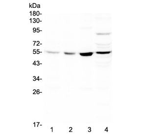 ICAM2 Antibody