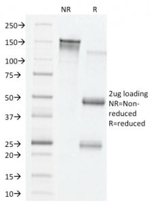 SDS-PAGE analysis of purified, BSA-free VEGF antibody (clone VG76e) as confirmation of integrity and