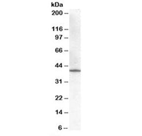 Western blot testing of human placenta lysate with HSD3B1 antibody at 0.01ug/ml. Predicted molecular