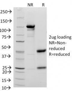 SDS-PAGE Analysis of Purified, BSA-Free CD48 Antibody (clone 156-4H9). Confirmation of Integrity and