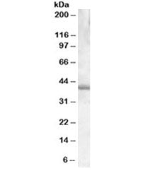 Western blot testing of Daudi lysate with PU.1 antibody at 0.03ug/ml. Predicted molecular weight ~31