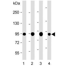 Villin Antibody