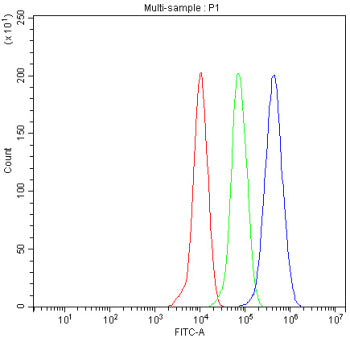 Western blot testing of human 1) HeLa, 2) 22RV1, 3) MCF7 and 4) SW620 cell lysate with PIK3R2 antibo