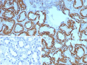 IHC staining of FFPE human kidney tissue with HSP60 antibody (clone HSPD1/8398R). Inset: PBS used in