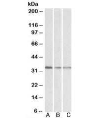 GNB2L1 Antibody