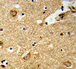 IHC testing of FFPE human brain tissue with ENTPD2 antibody. HIER: steam section in pH6 citrate buff